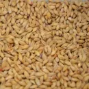 Южноуральские фермеры сообщают о падении закупочных цен на зерно
