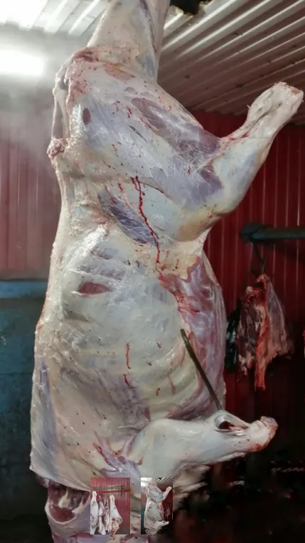 мясо-говядина порода Симментальская в Ханты-Мансийске 3